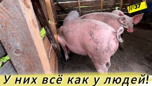 Как деревенские свиньи дерутся из за помоев. Жизнь и будни омской деревне.
