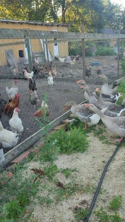 Гусыни попалась курочка не робкого десятка☝ Вот такое утро в деревне 🏡