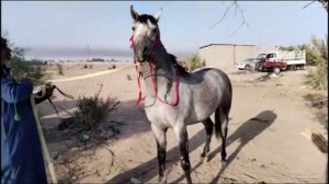 Рынок  арабских   лошадей  в   Эн-Наджаф -  Ирак  🎠