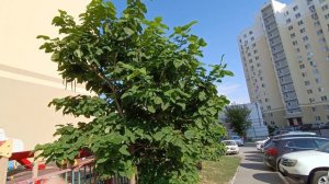 Цветущий июльский двор в городе