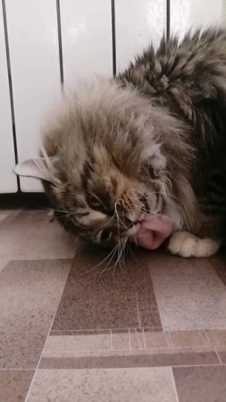😸