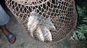 Рыбалка в Бишкеке,поймали огромную рыбу.Кыргызстан,Манас, ловим очень много рыбы