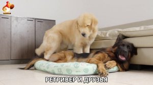 Золотистый ретривер и его друзья милые питомцы 🐕 выпуск (221)
