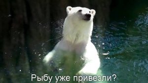Медвежонок Белка снова прыгает в воду за сбежавшей рыбой!