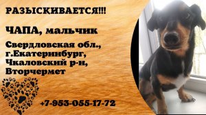 Пропала собака! ЧАПА, мальчик. Свердловская обл., г.Екатеринбург.