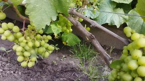 виноград подарок на Святая начало окрашивания