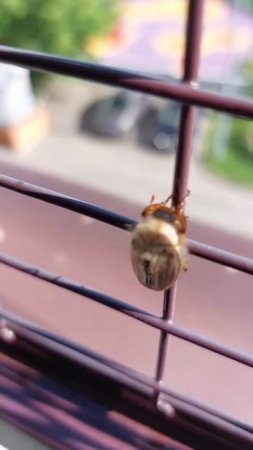 Нашествие. Спасайтесь кто может... Они уже здесь.