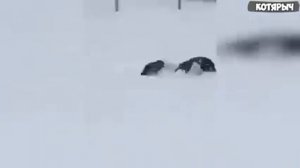 приколы с котами 🐈🐈🐈 и животными