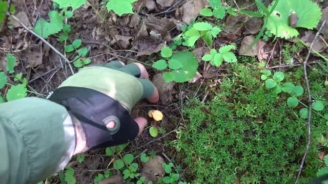 По грибы 2025! Первые подосиновики! смотреть онлайн