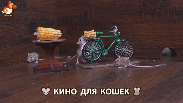 Видео для кошек про крысок развлекать питомцев 🐭🐀😂 (231)
