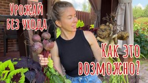 Сделайте это с грядками после уборки урожая. Показываю, что выросло