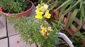 Ветер порвал теплицу