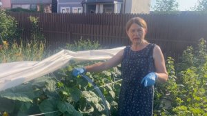 Уход за огурцами  во время плодоношения. Сода от мучнистой росы.