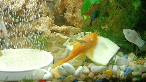 Анцитрус любит кабачки.mp4