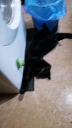Шарик пришлось прикрыть крышкой.