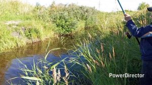 отличные щуки подарили эмоции!