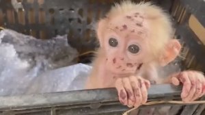 Обезьянки разные сиротки найдёныши Подборка историй помощи одиноким малышам _ __ ФОНД ВИДЕО __ _