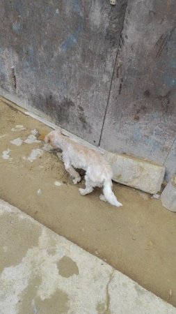 Выпустила Снежка погулять