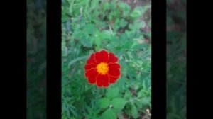 Лилии , лилейники, флоксы, бархатцы , астильба и прекрасные пейзажи.mp4