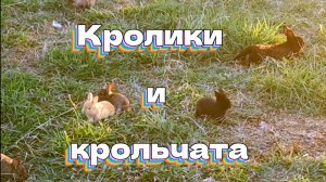 Кролики и крольчата