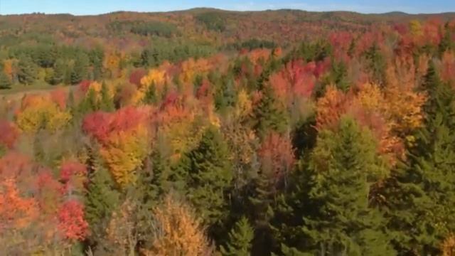 Паромщик Galkache