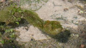 Родники р. Темерник (приток р.Дон в Ростове-на-Дону)_23.07.2025 г