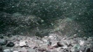 1000047340.mp4Волга гл.5м.26.07.2025г.