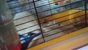 крысулины наши.mp4