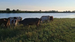 Однажды вечерней порой коровы пришли на водопой.