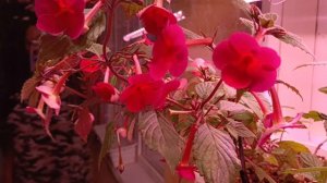 Девочки вы посмотрите на эту красоту 🥰цветут ахименесы и глоксинии! Красота ☺  #ахименес #глоксиния