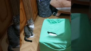 развлечения котов