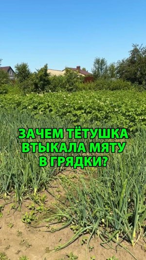 Зачем тётушка втыкала мяту в грядки