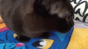 Видео с котами 🫗🫗🫗🫗🫗🐈⬛🐈