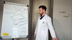 Менструальный цикл. Всё о нарушениях менструального цикла. Лучшее объяснение для студентов-медиков