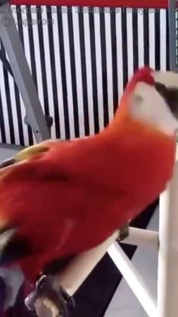 VID_20250726_210755_685.mp4