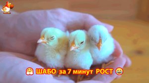 Куры малышки Шабо от яйца до взрослых птиц за 7 минут (карликовая порода декоративная) 🥚🐣🐤