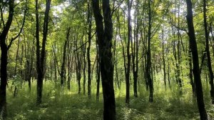 Лесная чаща в парке
