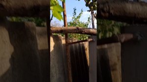 Киви в Южном Дагестане