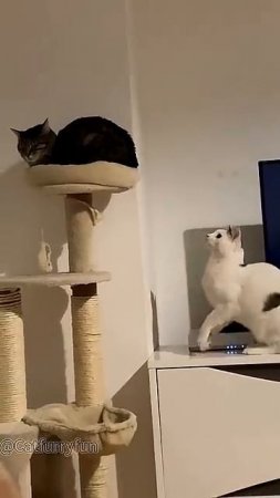 Приколюхи с котиками😅😅😅