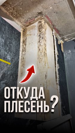 Откуда плесень?