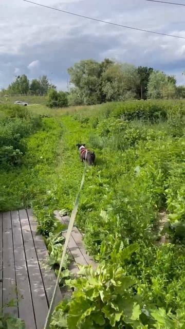 rutube.ru