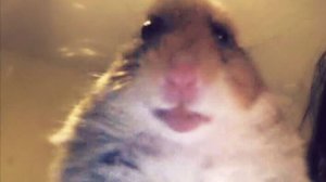 Хомячьи приколы: забавные моменты и улыбки🐹 ✨