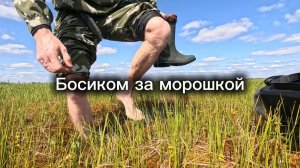 ЕЛЕ ВЫБРАЛСЯ С БОЛОТА! Собираю МОРОШКУ, ГРИБЫ и ИВАН-ЧАЙ.