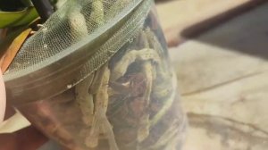 #118 купила в подарок, а придется оставить 🥺😓. Купаемся, Подрезала листик, для выхода следующего
