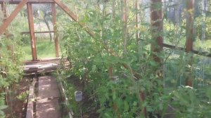 Дачные дни/ Урожая нет/ Жара мучает