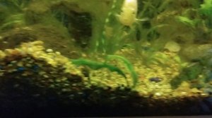 Семейство цихлид