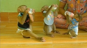 Обезьянки ПЬЮТ хорошо МОЛОКО ЕЩЕ ЛУЧШЕ