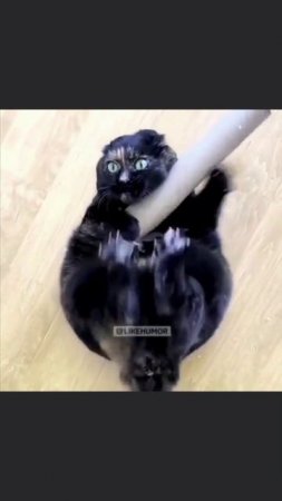 #юмор #прикол #приколы #угар #ржака #ржач #смех #смешно #кот #котики #животные #милота #весело #яппи