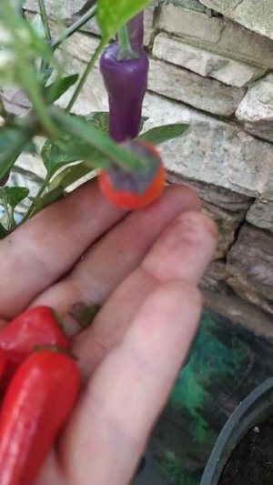 Salatiga_Fish_Orange.mp4