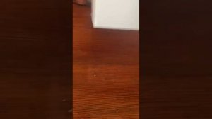 Набор шоколадные пельмени с бутербродом ShokotTedny распаковка товара, купленного на маркетплейсе